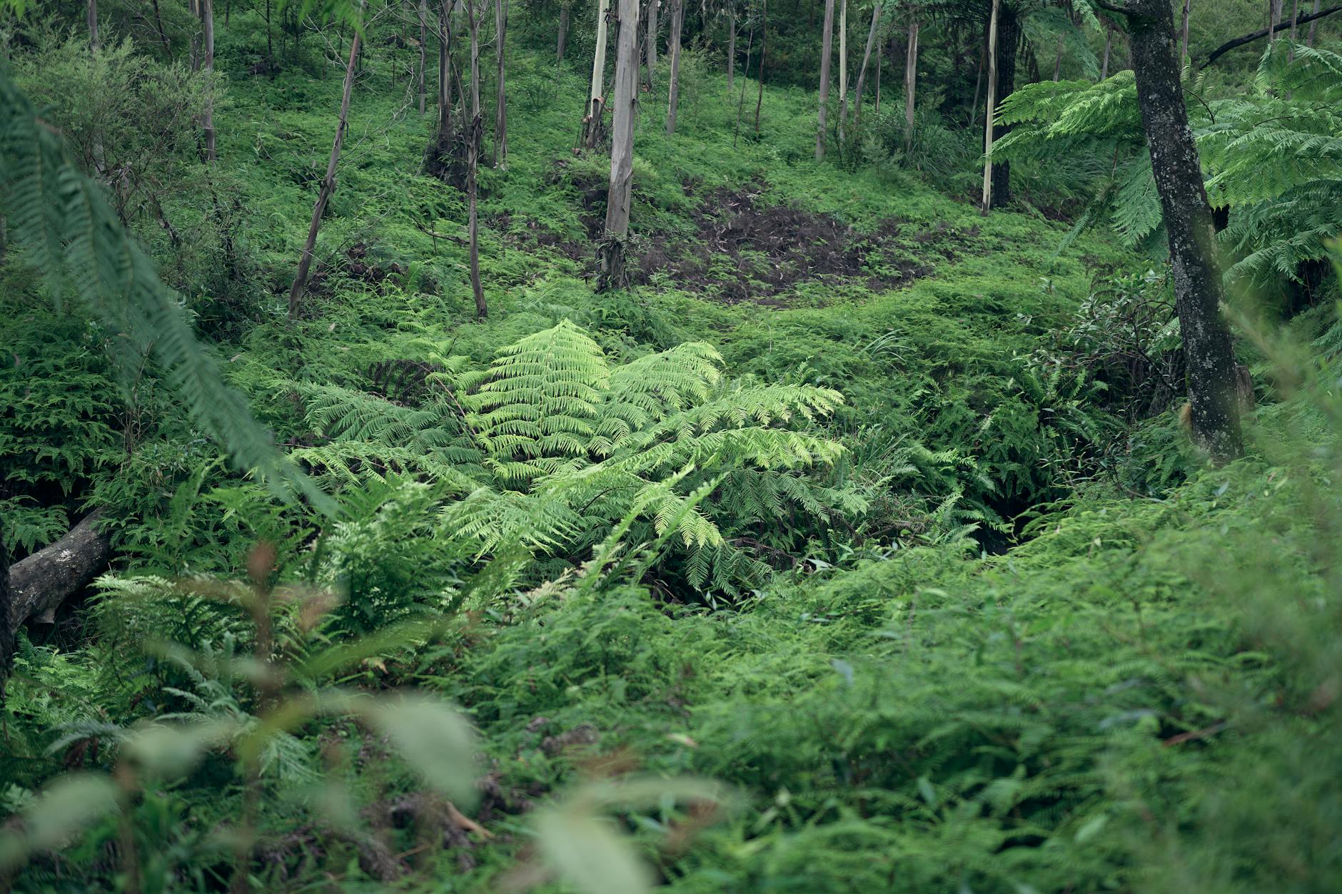 giant fern plant growing in rainforest